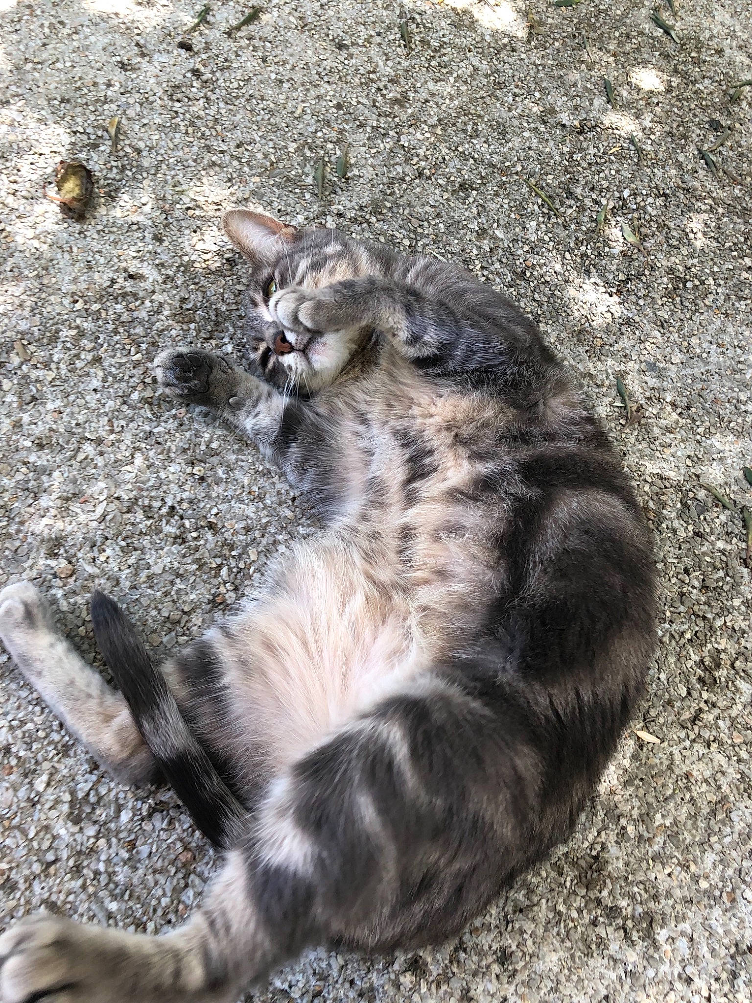 Louna a rejoint le concours — aidez-le/la à gagner de superbes lots ! carnivore, cat, domestic_short_haired_cat, dragon_li, european_shorthair, felidae, fur, kitten, mammal, organism, paw, polydactyl_cat, sand, small_to_medium_sized_cats, snout, tabby_cat, tail, whiskers, wild_cat, wildlife