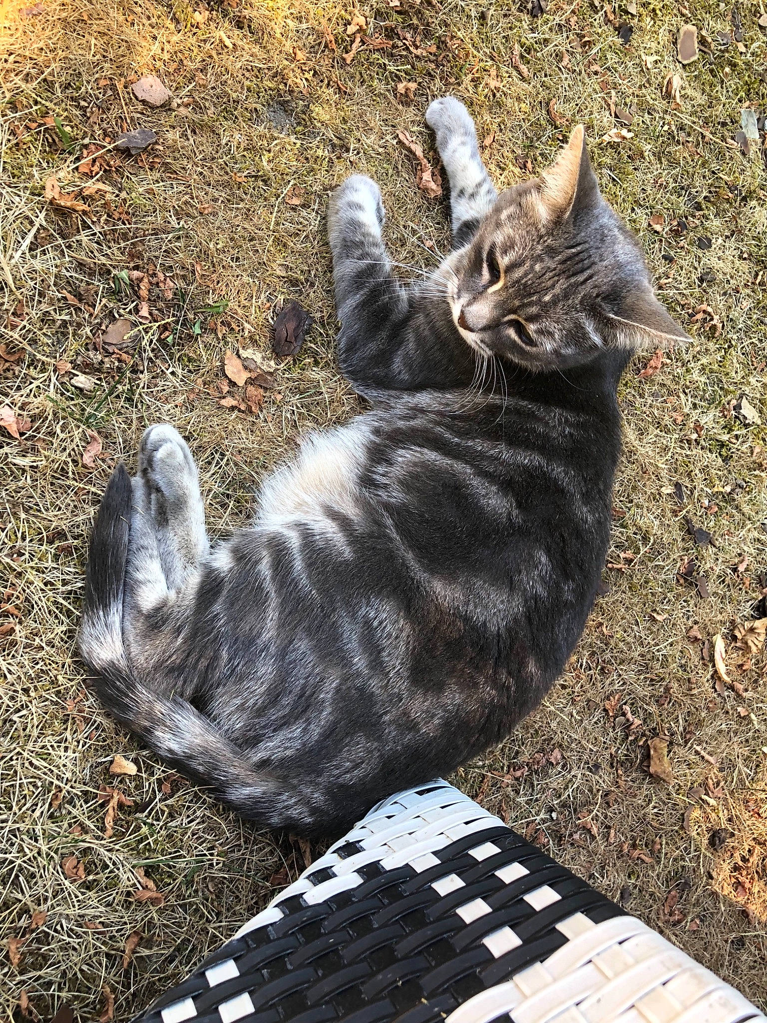 Louna participe au concours pour gagner de l'argent avec cette photo : asian, carnivore, cat, domestic_short_haired_cat, egyptian_mau, european_shorthair, fawn, felidae, fur, german_rex, grass, kitten, paw, polydactyl_cat, small_to_medium_sized_cats, snout, tabby_cat, tail, tree, whiskers