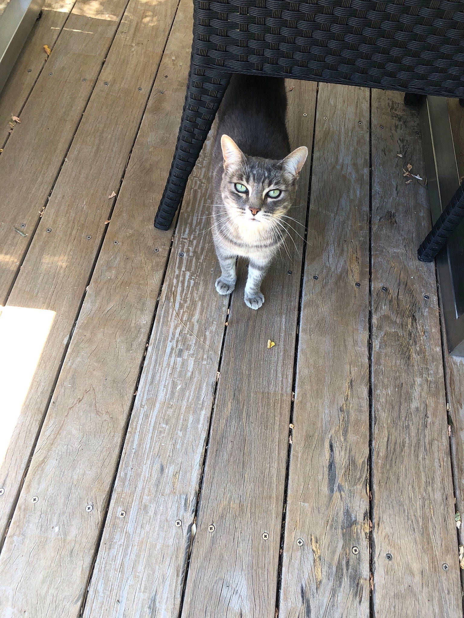 Louna a rejoint le concours — aidez-le/la à gagner de superbes lots ! aegean_cat, asian, carnivore, cat, domestic_short_haired_cat, european_shorthair, fawn, felidae, floor, flooring, hardwood, ocicat, polydactyl_cat, small_to_medium_sized_cats, tabby_cat, whiskers, wood, wood_flooring