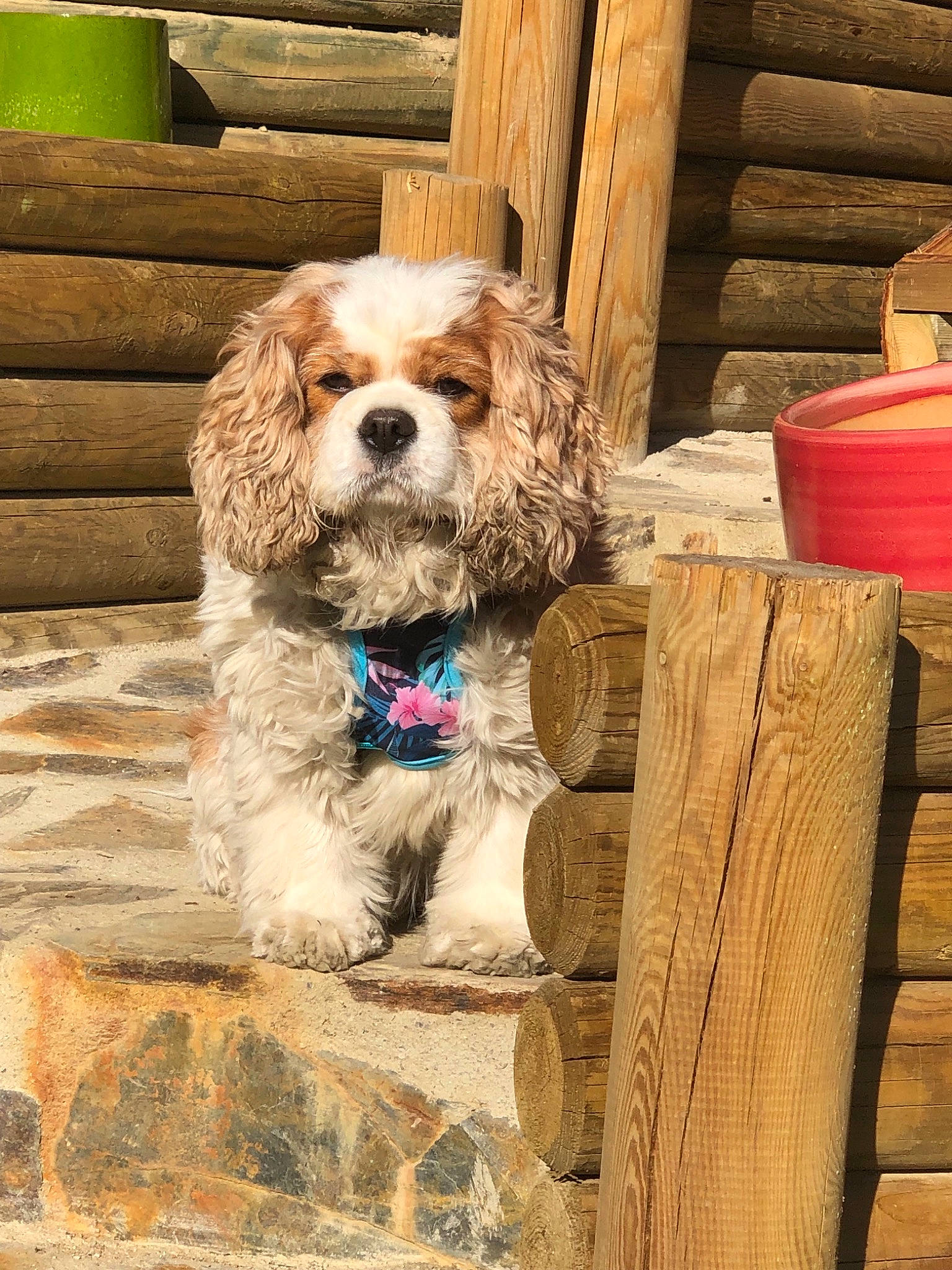 Juxa participe au concours pour gagner de l'argent avec cette photo : american_cocker_spaniel, canidae, carnivore, cavachon, cavalier_king_charles_spaniel, cavapoo, cocker_spaniel, companion_dog, dog, dog_breed, english_cocker_spaniel, fawn, king_charles_spaniel, mammal, puppy, snout, spaniel, sporting_group, toy_dog, vertebrate