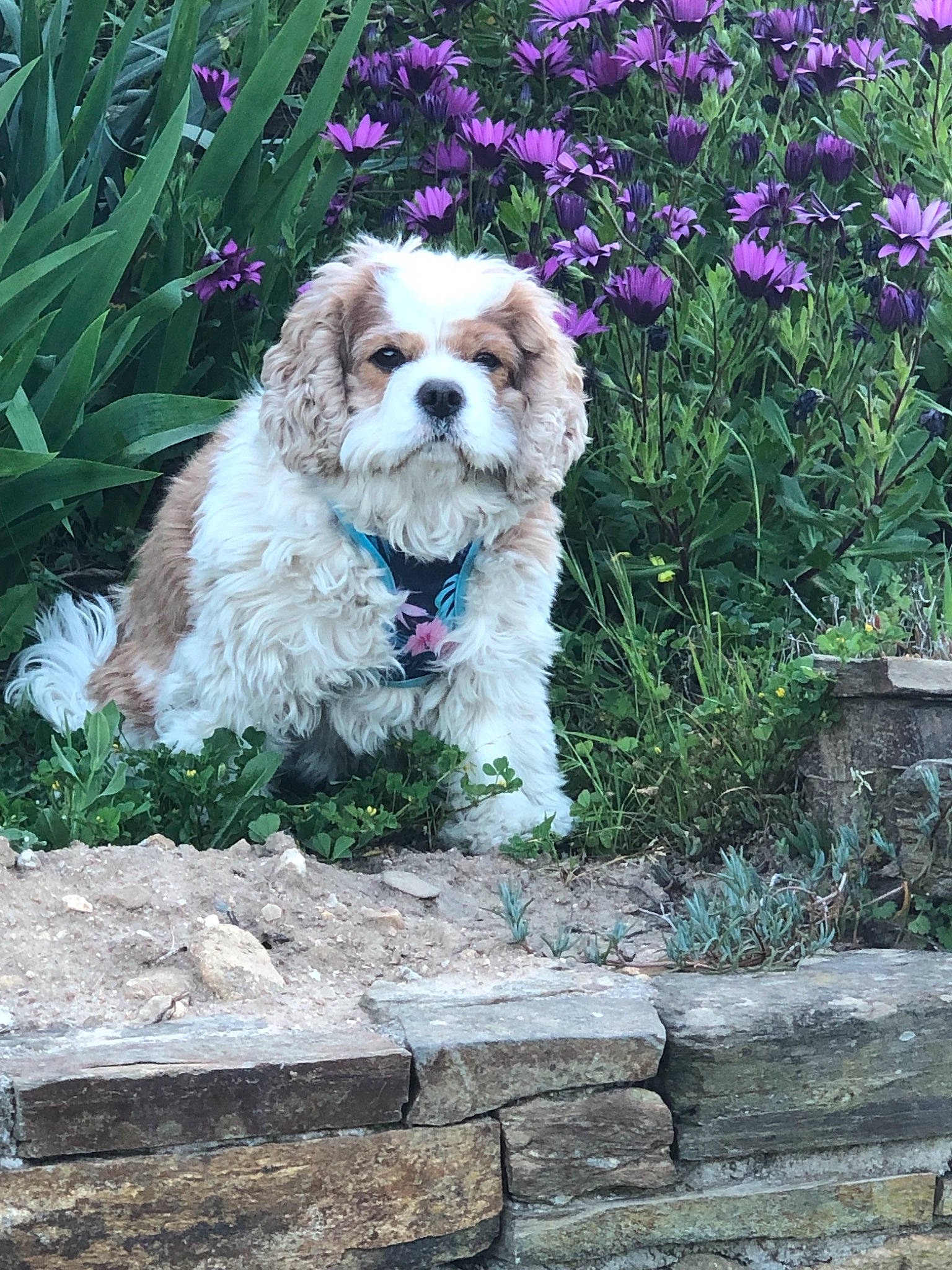 Juxa participe au concours pour gagner de l'argent avec cette photo : canidae, carnivore, cavachon, cavalier_king_charles_spaniel, cavapoo, cockapoo, cocker_spaniel, companion_dog, dog, dog_breed, mammal, petit_basset_griffon_vendeen, poodle_crossbreed, puppy, rare_breed_dog, shih_poo, shih_tzu, sporting_group, toy_dog, vertebrate