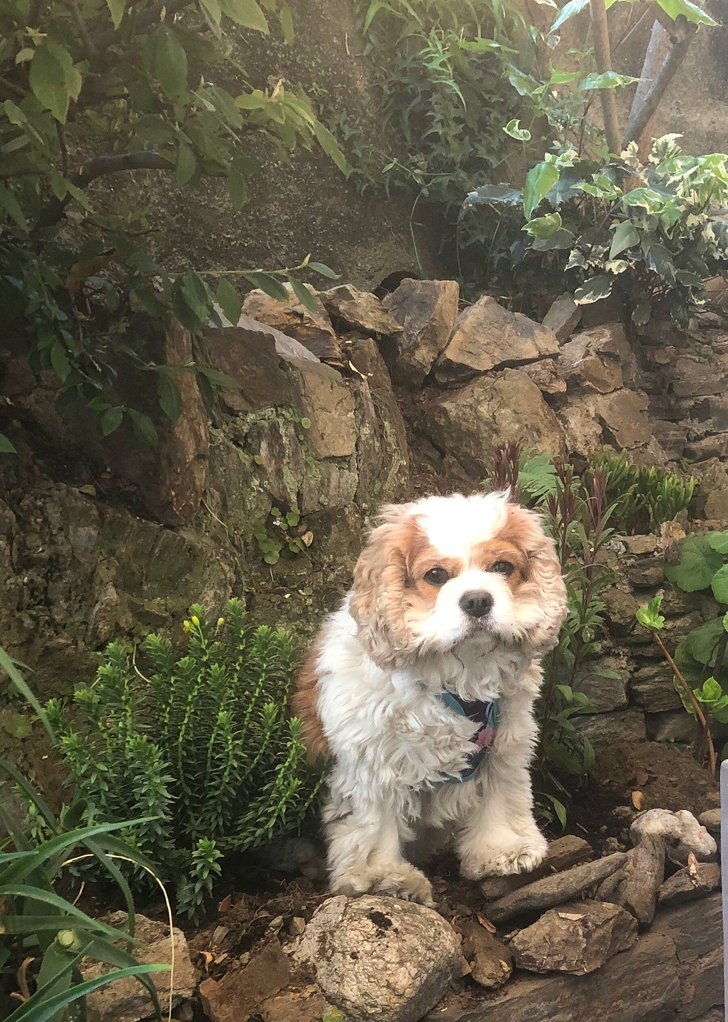 Juxa a rejoint le concours — aidez-le/la à gagner de superbes lots ! american_cocker_spaniel, canidae, carnivore, cavachon, cavalier_king_charles_spaniel, cavapoo, cockapoo, cocker_spaniel, companion_dog, dog, dog_breed, english_cocker_spaniel, king_charles_spaniel, mammal, poodle_crossbreed, rainforest, sporting_group, toy_dog, vertebrate