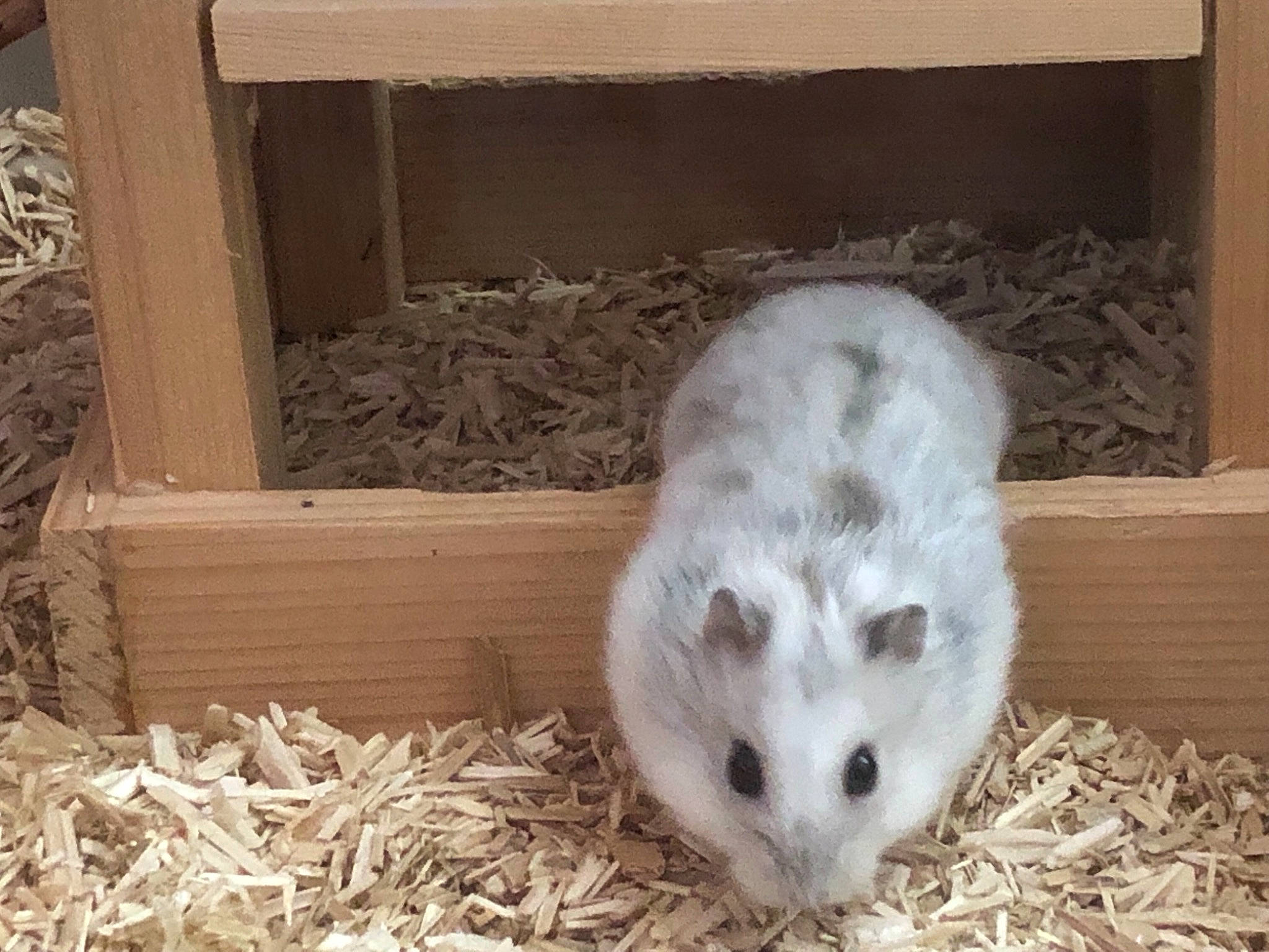 Atila a rejoint le concours — aidez-le/la à gagner de superbes lots ! chinchilla, fawn, gerbil, guinea_pig, hamster, muridae, muroidea, rodent