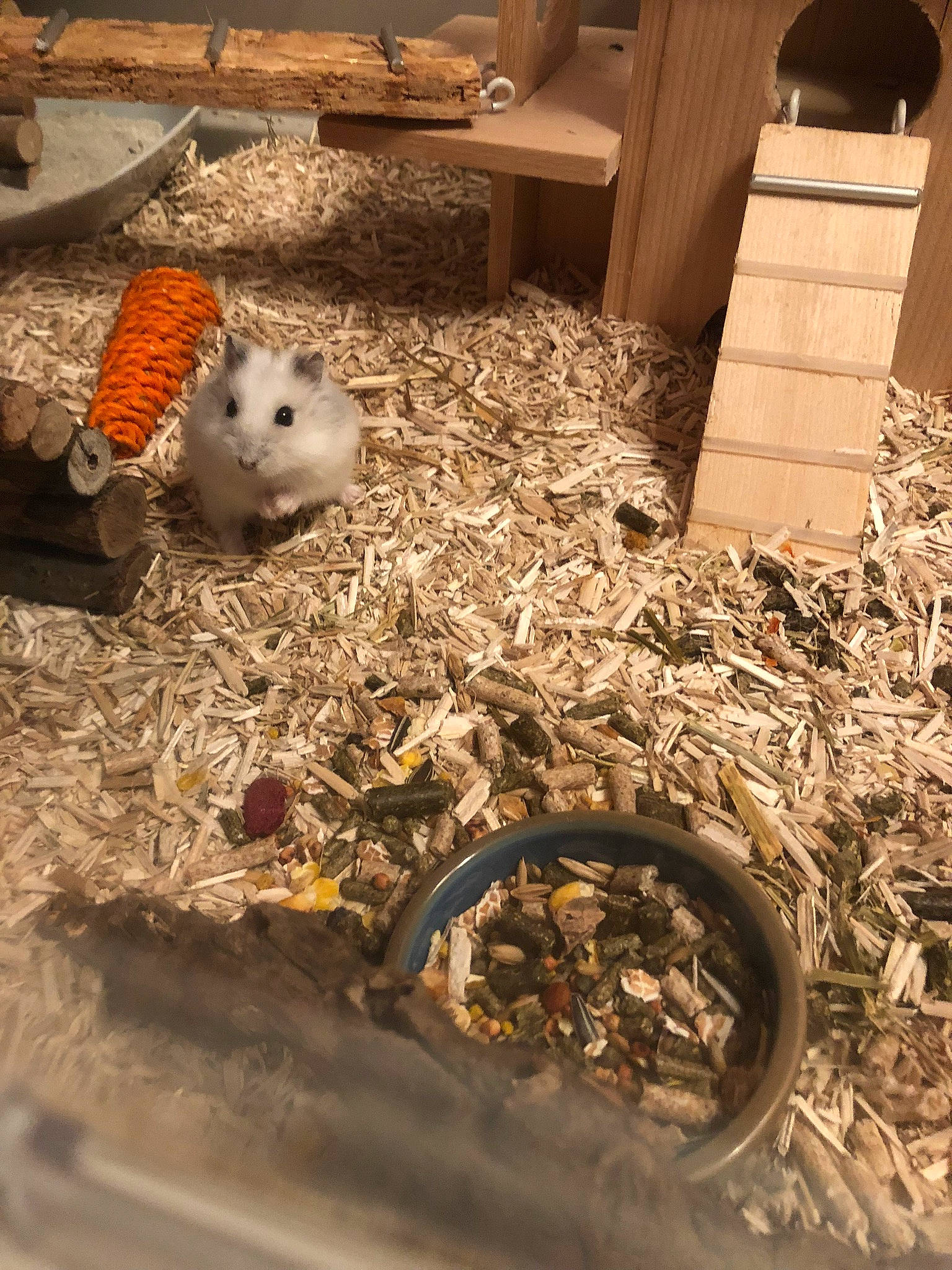 Atila participe au concours pour gagner de l'argent avec cette photo : degu, fawn, gerbil, guinea_pig, hamster, mouse, muridae, muroidea, rat, rodent