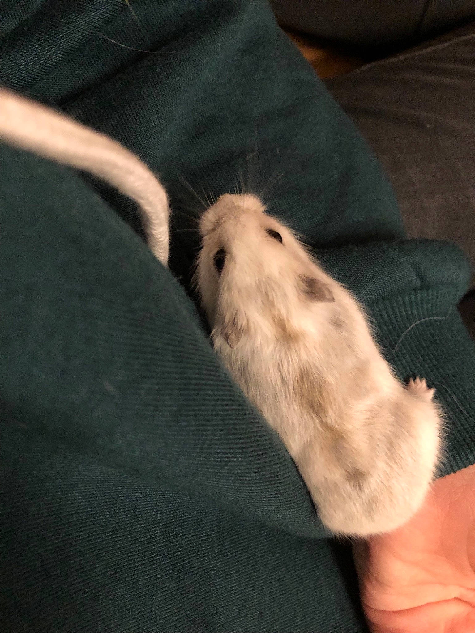 Atila a rejoint le concours — aidez-le/la à gagner de superbes lots ! canidae, fawn, fur, gerbil, hamster, muridae, muroidea, rodent