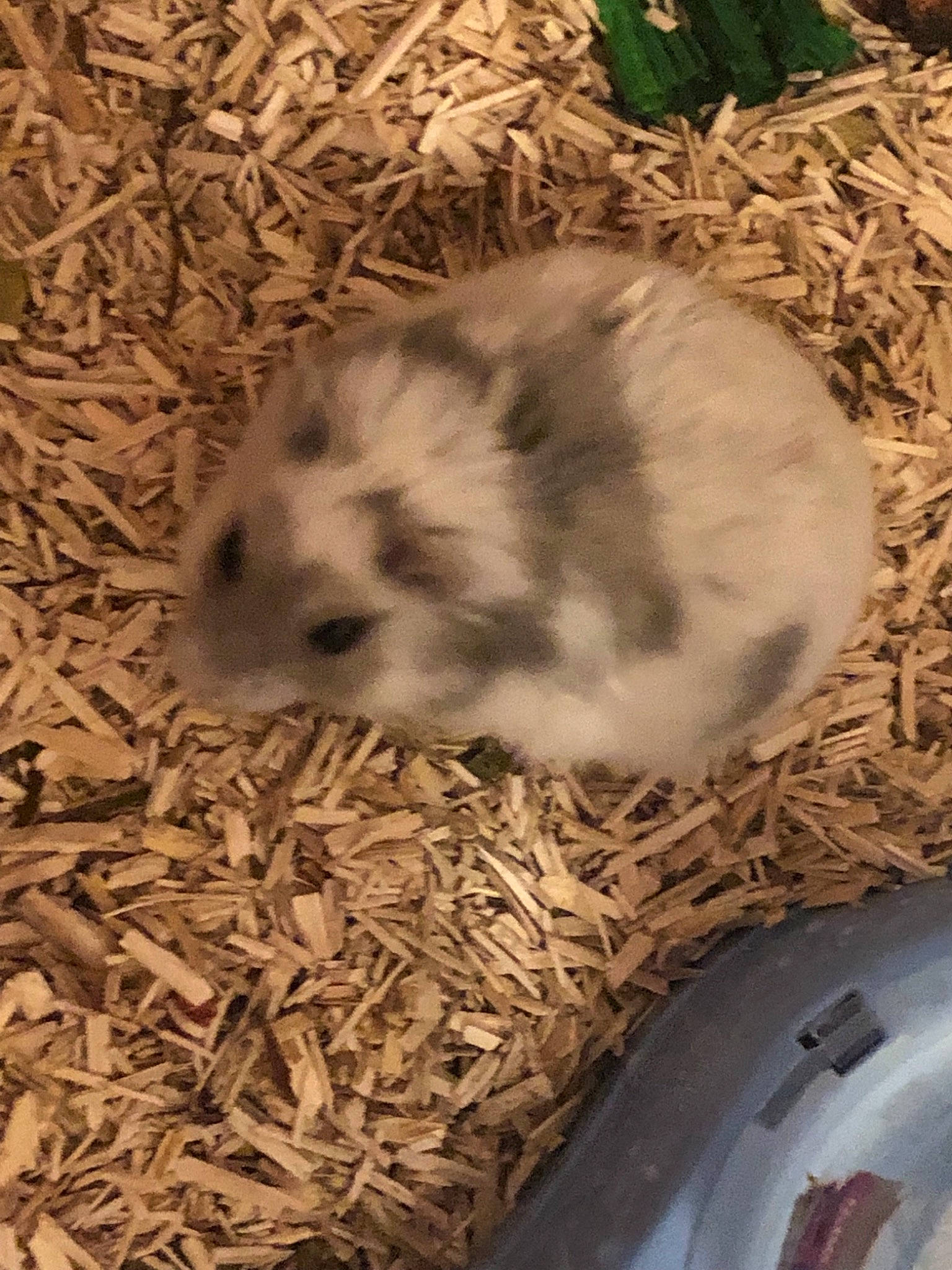 Atila participe au concours pour gagner de l'argent avec cette photo : adaptation, dormouse, fawn, gerbil, hamster, muridae, muroidea, rodent