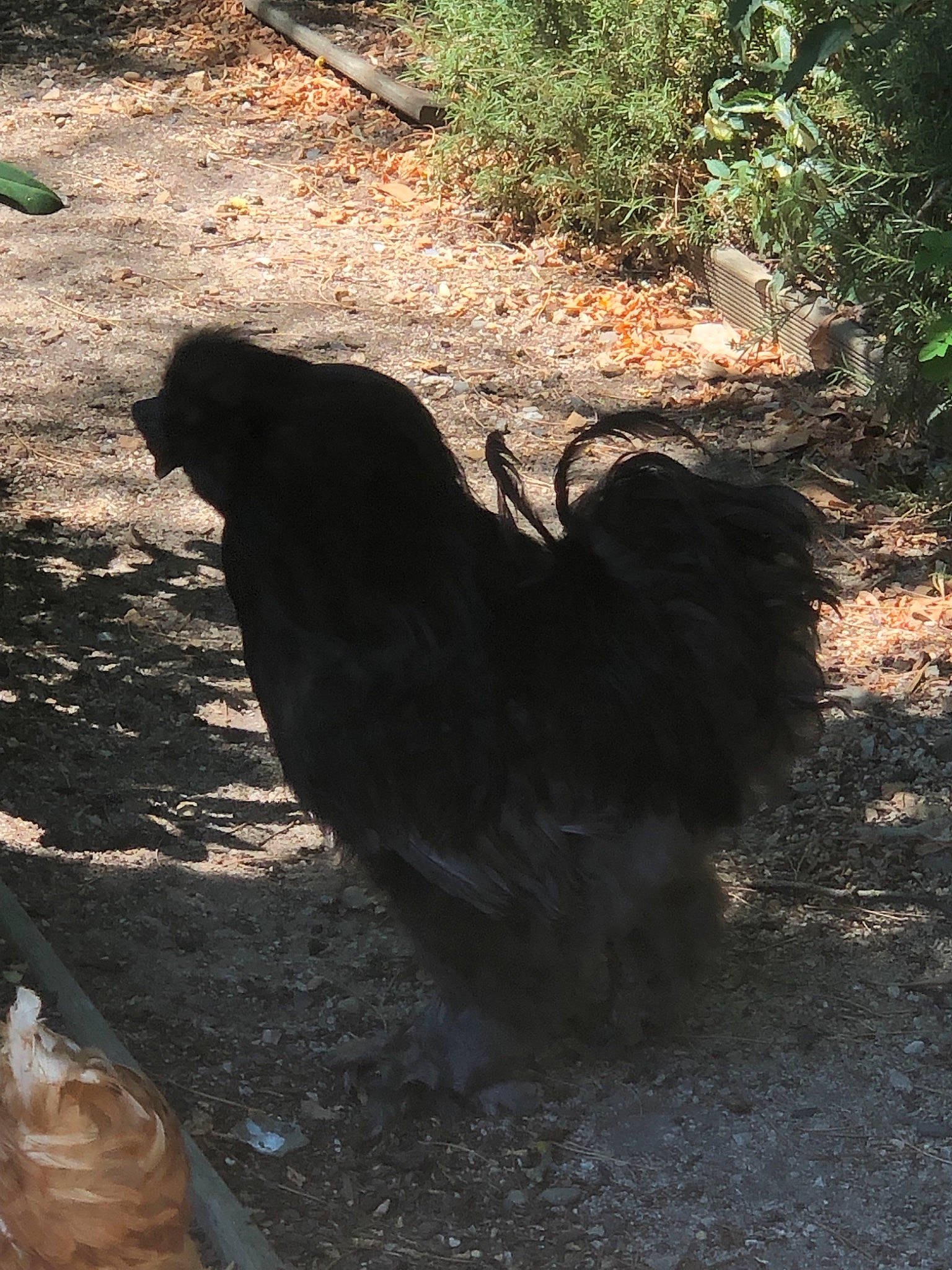 Dagda participe au concours pour gagner de l'argent avec cette photo : bird, soil