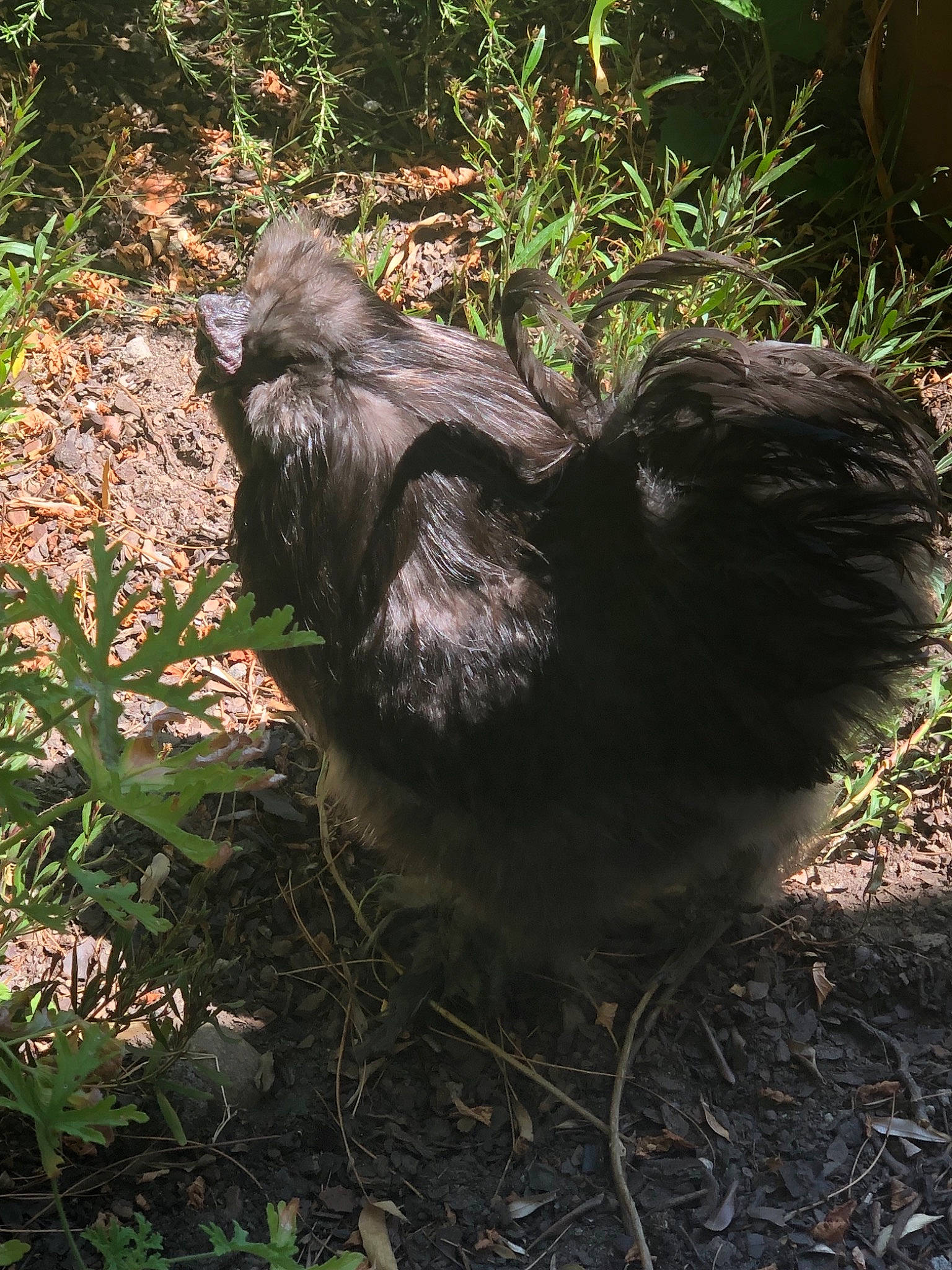 Dagda participe au concours pour gagner de l'argent avec cette photo : bird, chicken, galliformes, grass, plant, soil