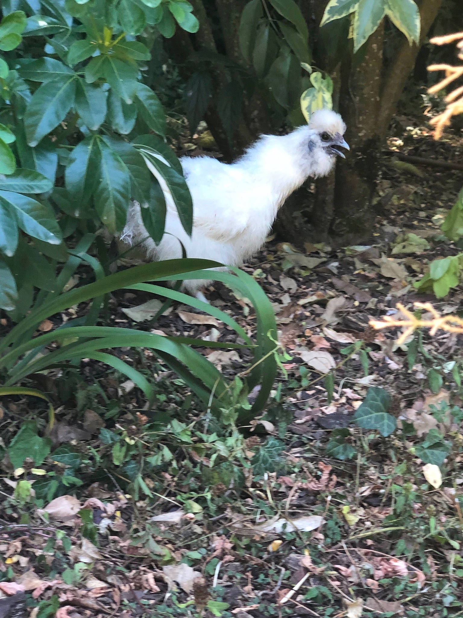 Vesta a rejoint le concours — aidez-le/la à gagner de superbes lots ! adaptation, jungle, plant, tail