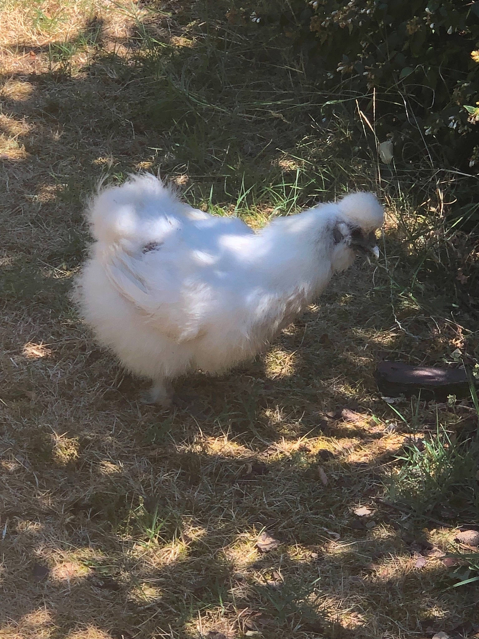 Vesta participe au concours pour gagner de l'argent avec cette photo : beak, bird, chicken, fowl, galliformes, livestock, poultry, tail