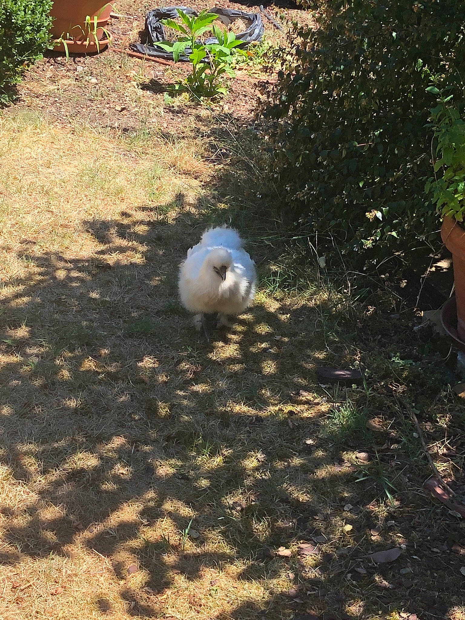 Vesta a rejoint le concours — aidez-le/la à gagner de superbes lots ! canidae, carnivore, dog, dog_breed, japanese_spitz, non_sporting_group, pomeranian, soil, spitz