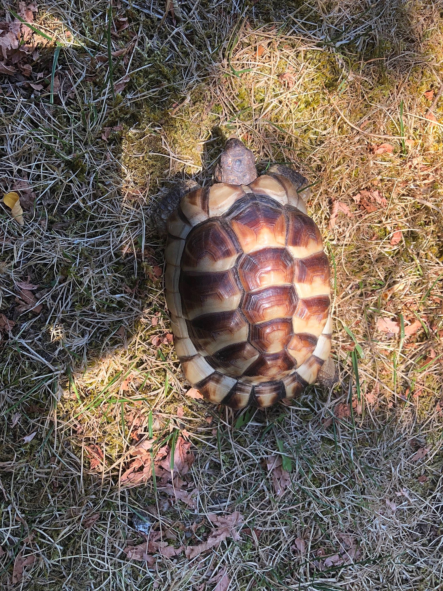 Gailla a rejoint le concours — aidez-le/la à gagner de superbes lots ! box_turtle, common_snapping_turtle, geoemydidae, gopher_tortoise, grass, organism, plant_community, pond_turtle, reptile, shrubland, terrestrial_animal, tortoise, turtle