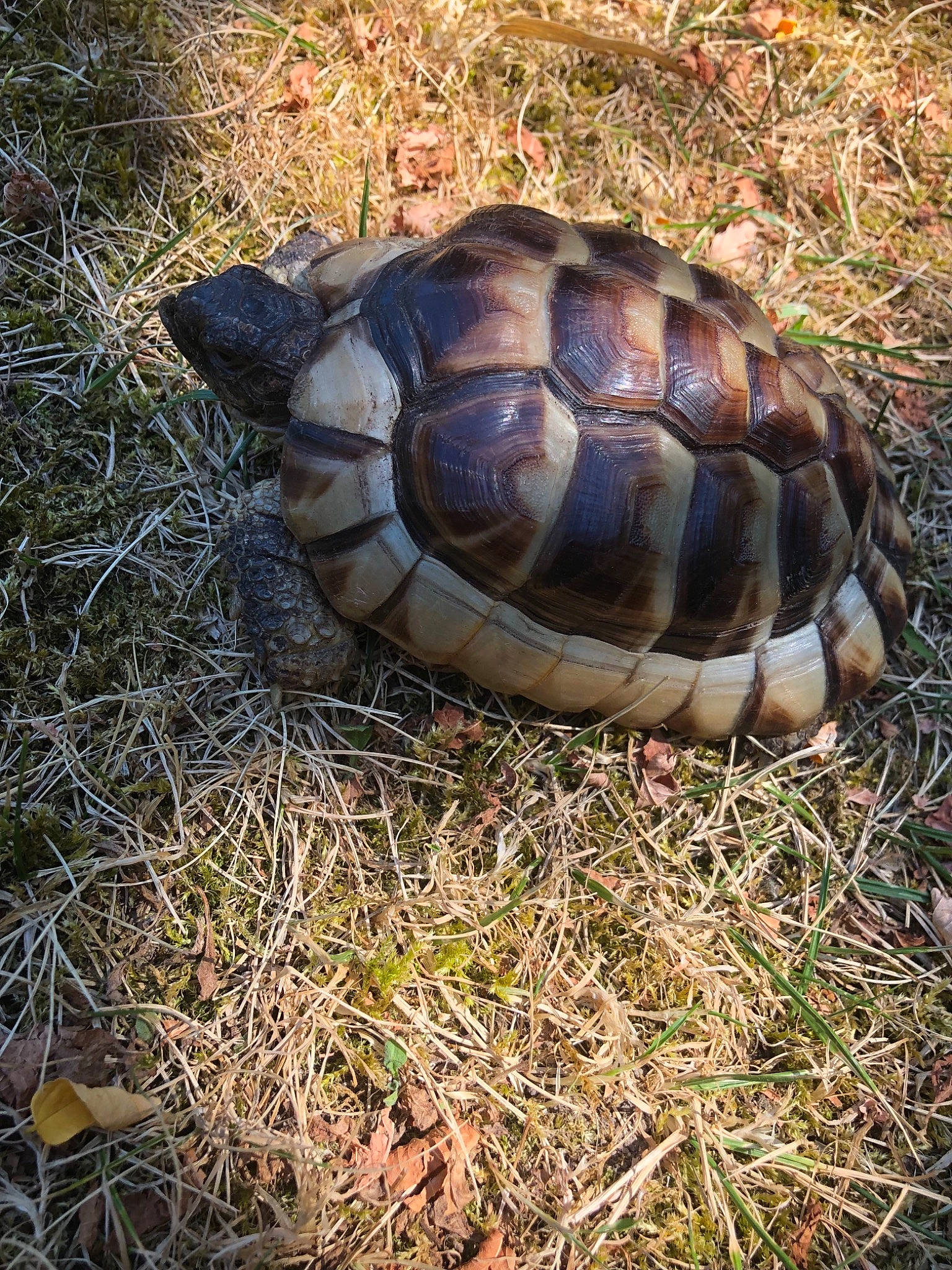 Gailla participe au concours pour gagner de l'argent avec cette photo : common_snapping_turtle, geoemydidae, gopher_tortoise, grass, organism, plant_community, pond_turtle, reptile, sea_turtle, shrubland, terrestrial_animal, tortoise, turtle, wildlife