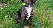 Badger joined the competition — help win amazing prizes! animal, ball, brindle, canine, cute, daylight, dog, flowers, garden, grass, greenery, lawn, nature, outdoor, pet, plants, playing, sitting, toy, wooden_fence
