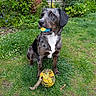 animal, ball, brindle, canine, cute, daylight, dog, flowers, garden, grass, greenery, lawn, nature, outdoor, pet, plants, playing, sitting, toy, wooden_fence