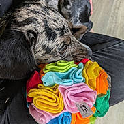 Badger joined the competition — help win amazing prizes! dog, pet, colorful, toy, fabric, sniffing, lap, person, floor, indoor, curious, speckled, black, gray, brown, pink, blue, green, yellow, orange
