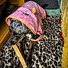 animal, black, blanket, bone, brown, carpet, chewing, comfortable, cozy, cute, dog, fur, hood, indoor, leopard_print, pet, playful, resting, towel, wooden_furniture