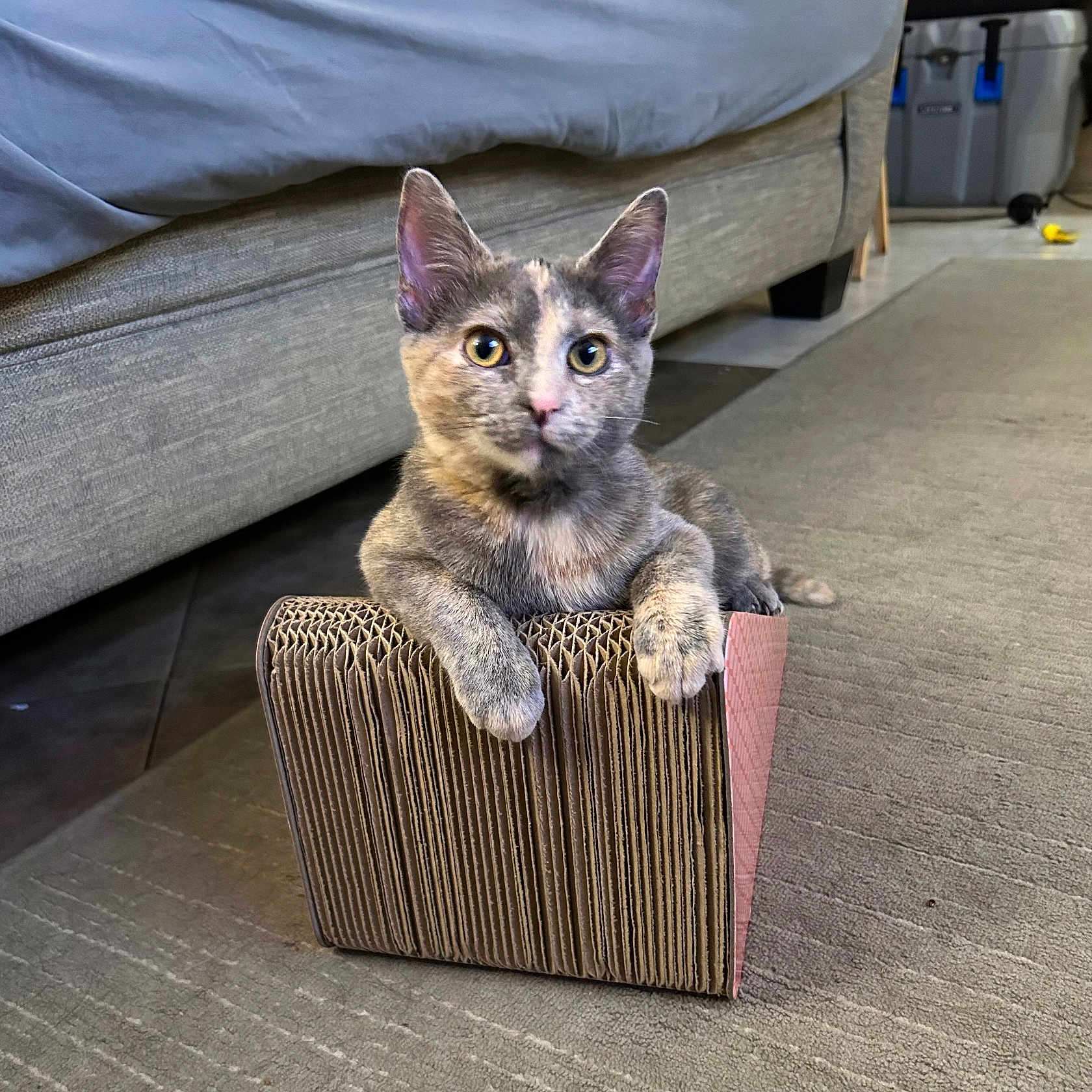 Ivy is registered to the contest to win money with this photo: animal, basket, canine, cat, cushion, dog, dogbed, fun, furniture, hardwood, homedecor, indoors, interiordesign, kitten, leisureactivities, manx, pet, picnic, stainedwood, wood