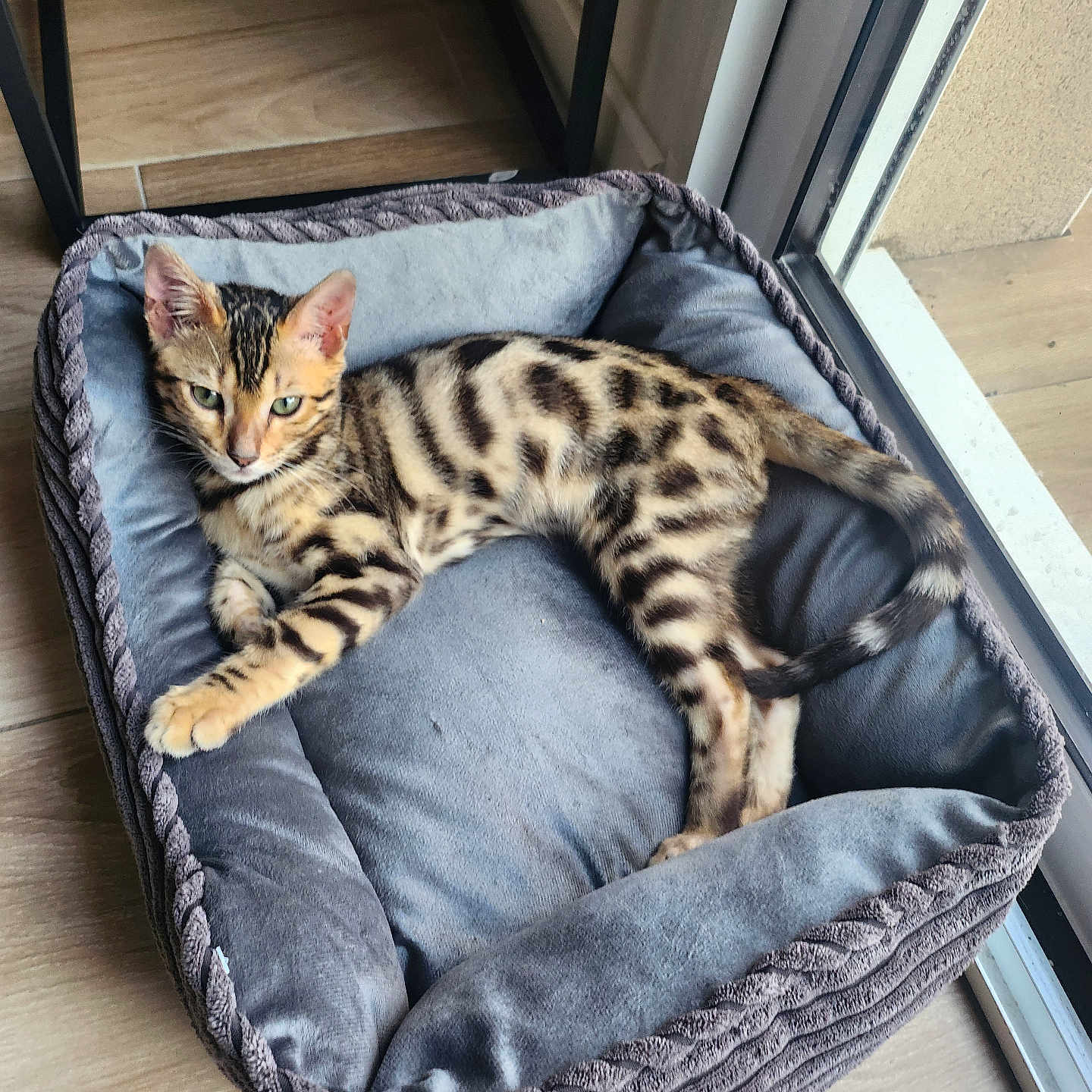 Zinou a rejoint le concours — aidez-le/la à gagner de superbes lots ! animal, cat, cute, domestic_cat, ears, feline, floor, grey, indoor, kitten, pet_bed, plush, relaxed, resting, spotted, striped, tail, window, wooden_floor, young_cat