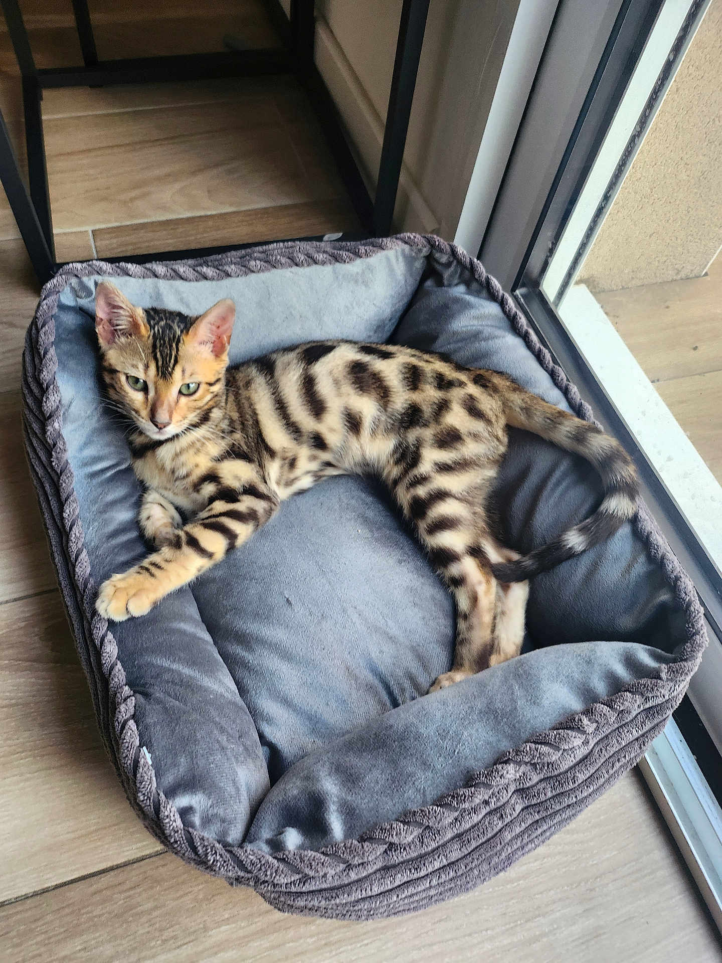 Zinou a rejoint le concours — aidez-le/la à gagner de superbes lots ! kitten, cat, pet_bed, spotted, indoor, relaxed, animal, feline, grey, plush, window, floor, wooden_floor, resting, young_cat, domestic_cat, cute, striped, ears, tail