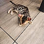 Zinou a rejoint le concours — aidez-le/la à gagner de superbes lots ! kitten, cat, tabby, floor, tiles, animal, pet, young, curious, whiskers, ears, paws, tail, indoor, closeup, feline, striped, resting, cute, small