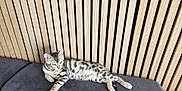 Zinou participe au concours pour gagner de l'argent avec cette photo : kitten, cat, spotted, gray_couch, wooden_slats, indoor, pet, relaxed, feline, striped, young_cat, resting, domestic_animal, fur, animal, cute, cozy, home_interior, contemporary, laying_down