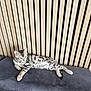 kitten, cat, spotted, gray_couch, wooden_slats, indoor, pet, relaxed, feline, striped, young_cat, resting, domestic_animal, fur, animal, cute, cozy, home_interior, contemporary, laying_down