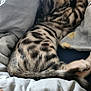 Zinou a rejoint le concours — aidez-le/la à gagner de superbes lots ! cat, tabby, striped_fur, sleeping, stretching, blanket, bed, cozy, pet, animal, fur, closeup, relaxation, indoor, paw, tail, soft, comfort, resting, domestic_cat