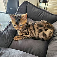 Zinou participe au concours pour gagner de l'argent avec cette photo : kitten, cat, bengal, pet_bed, indoor, furniture, gray, striped, spotted, curious, young, animal, cute, domestic_cat, soft, cozy, floor, chair, resting, home