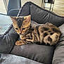 kitten, cat, bengal, pet_bed, indoor, furniture, gray, striped, spotted, curious, young, animal, cute, domestic_cat, soft, cozy, floor, chair, resting, home