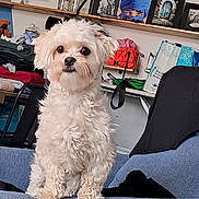 Toffee a rejoint le concours — aidez-le/la à gagner de superbes lots ! artwork, bags, clothing, companion, couch, curious, cute, dog, domestic, fluffy, furniture, indoor, pet, photography, portrait, room, shelf, sitting, small_dog, white_dog