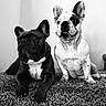 animal, black_and_white, canine, closeup, companion, cute, dog, expression, french_bulldog, friendship, fur, indoor, mammal, paw, pet, portrait, relaxed, sitting, texture, two_dogs