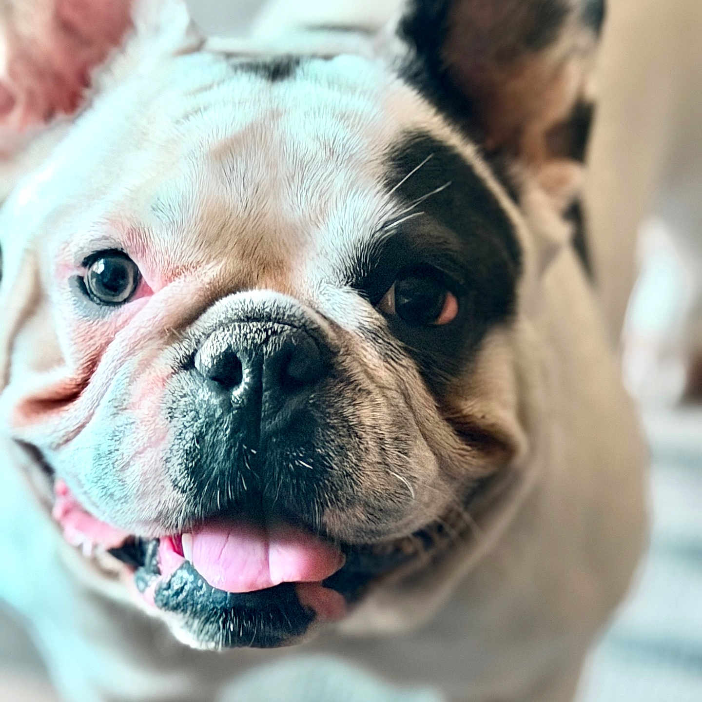 Coco joined the competition — help win amazing prizes! adorable, close_up, dog, domestic_animal, ears, expression, eyes, french_bulldog, fur, indoor, mammal, nose, pet, portrait, shallow_depth_of_field, smiling, snout, tongue_out, whiskers, wrinkles