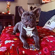 Coco is registered to the contest to win money with this photo: adult_dog, blanket, bulldog, canine, cozy, dog, ears, face, french_bulldog, home, indoor, lamp, living_room, paws, pet, pillow, portrait, red_blanket, shallow_depth_of_field, tv