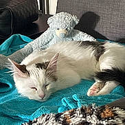 Bianca a rejoint le concours — aidez-le/la à gagner de superbes lots ! animal, bear, blanket, cat, chair, cozy, domestic, feline, fur, home, indoor, paw, pet, quiet, relaxation, resting, sleeping, soft_toy, stuffed_animal, white_cat