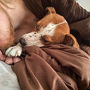 Zoey joined the competition — help win amazing prizes! dog, brown, white, blanket, snuggling, close_up, cozy, person, head, fur, paw, resting, indoors, warm_colors, comfort, sleepy, pet, companion, relaxation, cuddle