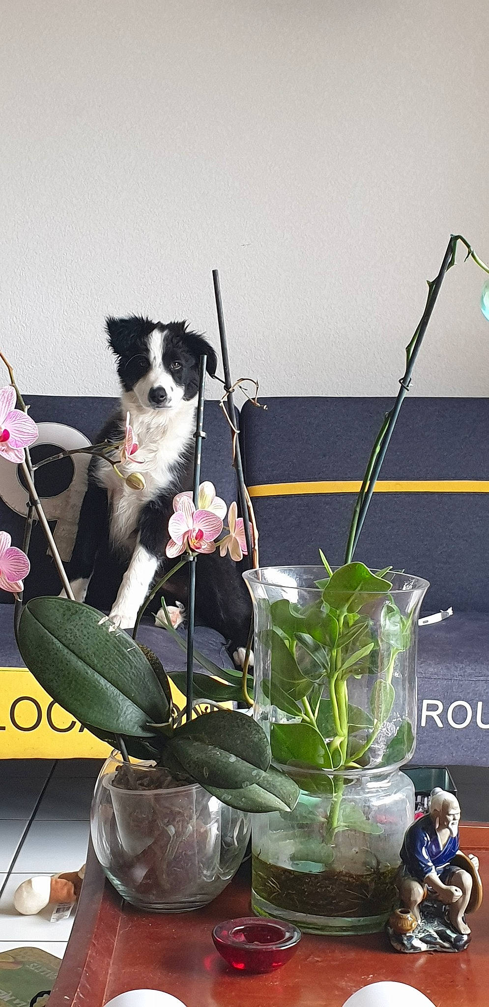 Rasta a rejoint le concours — aidez-le/la à gagner de superbes lots ! border_collie, canidae, carnivore, companion_dog, dog, dog_breed, flower, ikebana, non_sporting_group, plant, puppy, sporting_group, working_dog