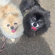 Brooklyn Et Bianca a rejoint le concours — aidez-le/la à gagner de superbes lots ! animal, black_dog, canine, cream_dog, cute, dog, face, fluffy, fur, happy, leash, looking_up, outdoor, pavement, pet, pomeranian, portrait, small_dog, tongue_out, two_dogs
