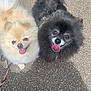 animal, black_dog, canine, cream_dog, cute, dog, face, fluffy, fur, happy, leash, looking_up, outdoor, pavement, pet, pomeranian, portrait, small_dog, tongue_out, two_dogs