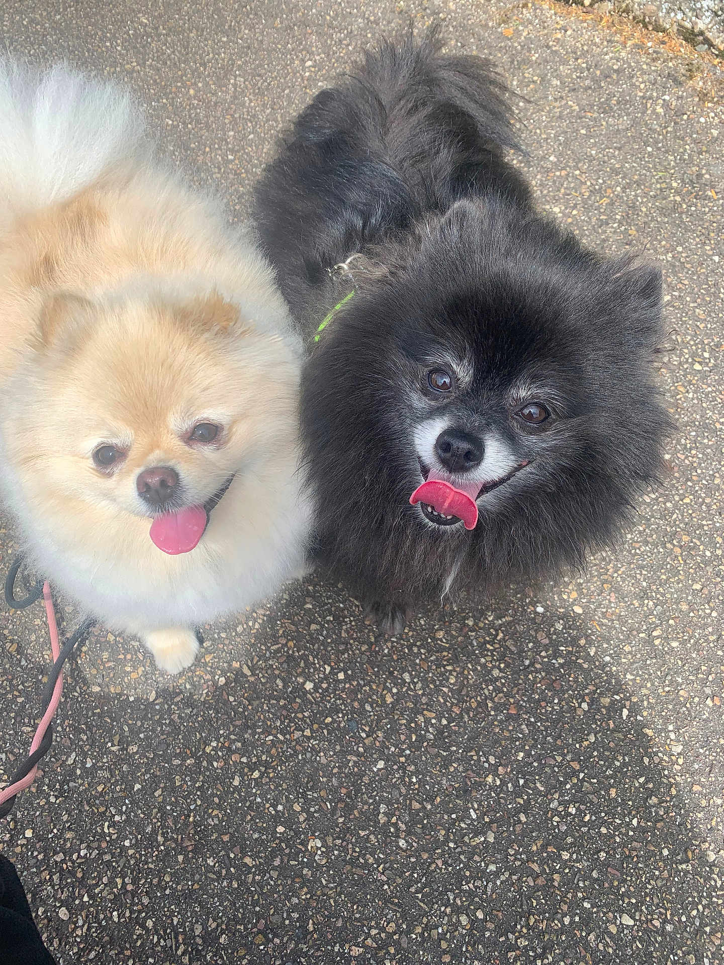 Brooklyn Et Bianca a rejoint le concours — aidez-le/la à gagner de superbes lots ! animal, black_dog, canine, cream_dog, cute, dog, face, fluffy, fur, happy, leash, looking_up, outdoor, pavement, pet, pomeranian, portrait, small_dog, tongue_out, two_dogs