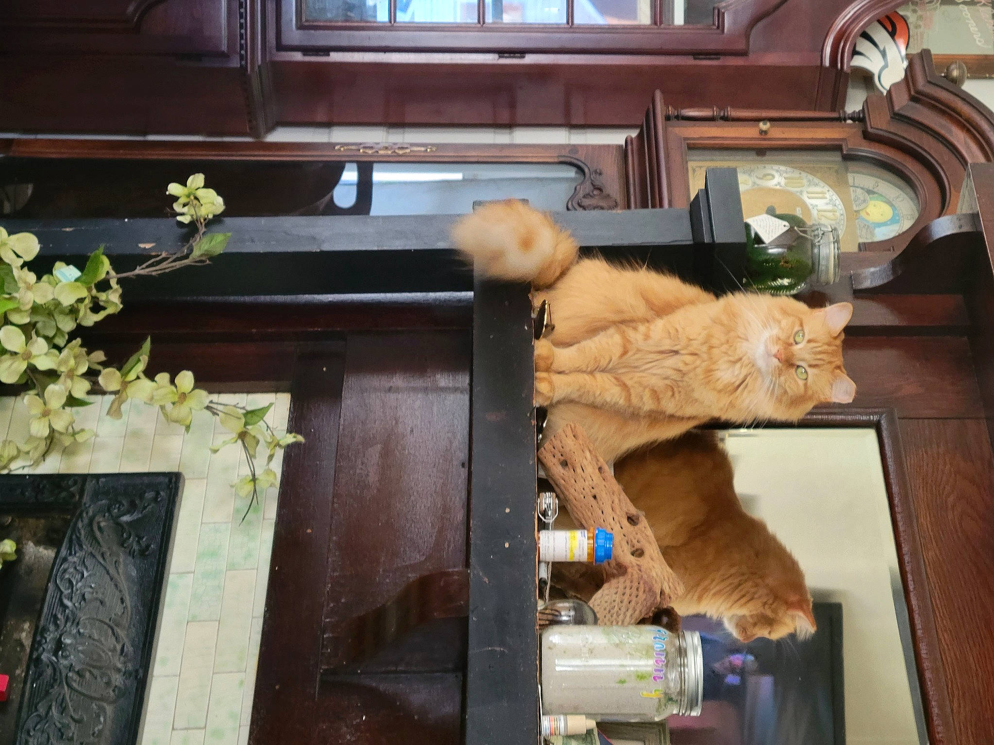 Watermelon is registered to the contest to win money with this photo: art, brown, building, door, felidae, fur, hardwood, house, machine, plant, room, stuffed_toy, teddy_bear, toy, window, wood