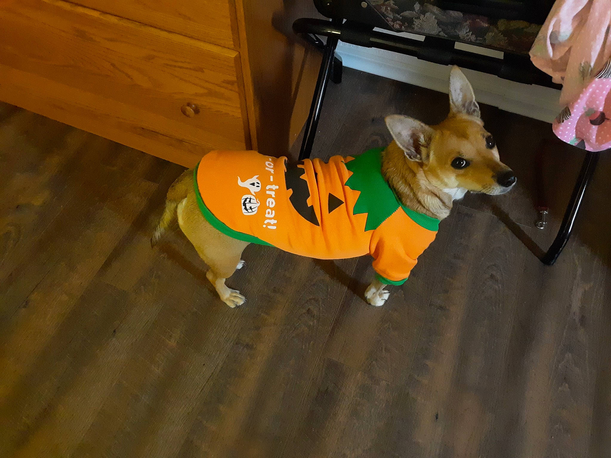 Dee Dee joined the competition — help win amazing prizes! cabinetry, carnivore, chair, companion_dog, dog, dog_breed, dog_clothes, dog_supply, fawn, floor, flooring, fur, hardwood, snout, tail, toy_dog, varnish, wood, wood_stain, working_animal