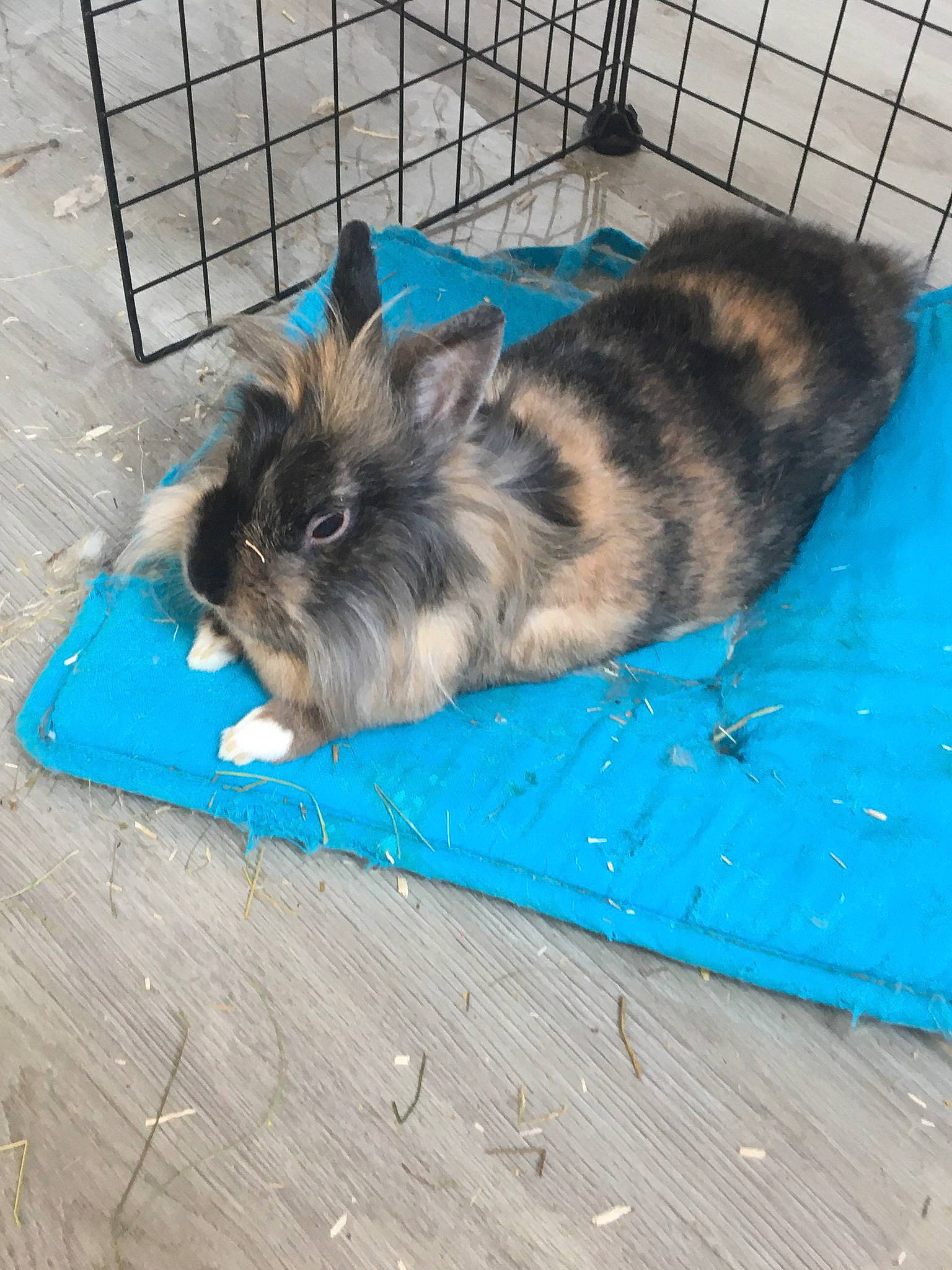 Figaro a rejoint le concours — aidez-le/la à gagner de superbes lots ! angora_rabbit, domestic_rabbit, fawn, rabbit, rabbits_and_hares