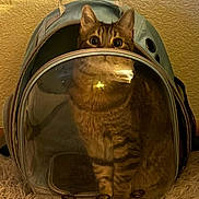 Miss Kitty joined the competition — help win amazing prizes! cat, tabby_cat, pet_backpack, indoor, curious, wide_eyes, transparent, cozy, furniture, carpet, animal, mammal, cute, companion, feline, home, sitting, looking, domestic_cat, pet