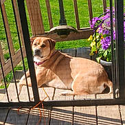 Bella is registered to the contest to win money with this photo: dog, porch, wooden_floor, metal_gate, flowers, purple_flowers, yellow_flowers, green_grass, sunlight, outdoor, pet, animal, collar, resting, daytime, nature, backyard, fence, shadow, leash