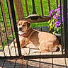 dog, porch, wooden_floor, metal_gate, flowers, purple_flowers, yellow_flowers, green_grass, sunlight, outdoor, pet, animal, collar, resting, daytime, nature, backyard, fence, shadow, leash