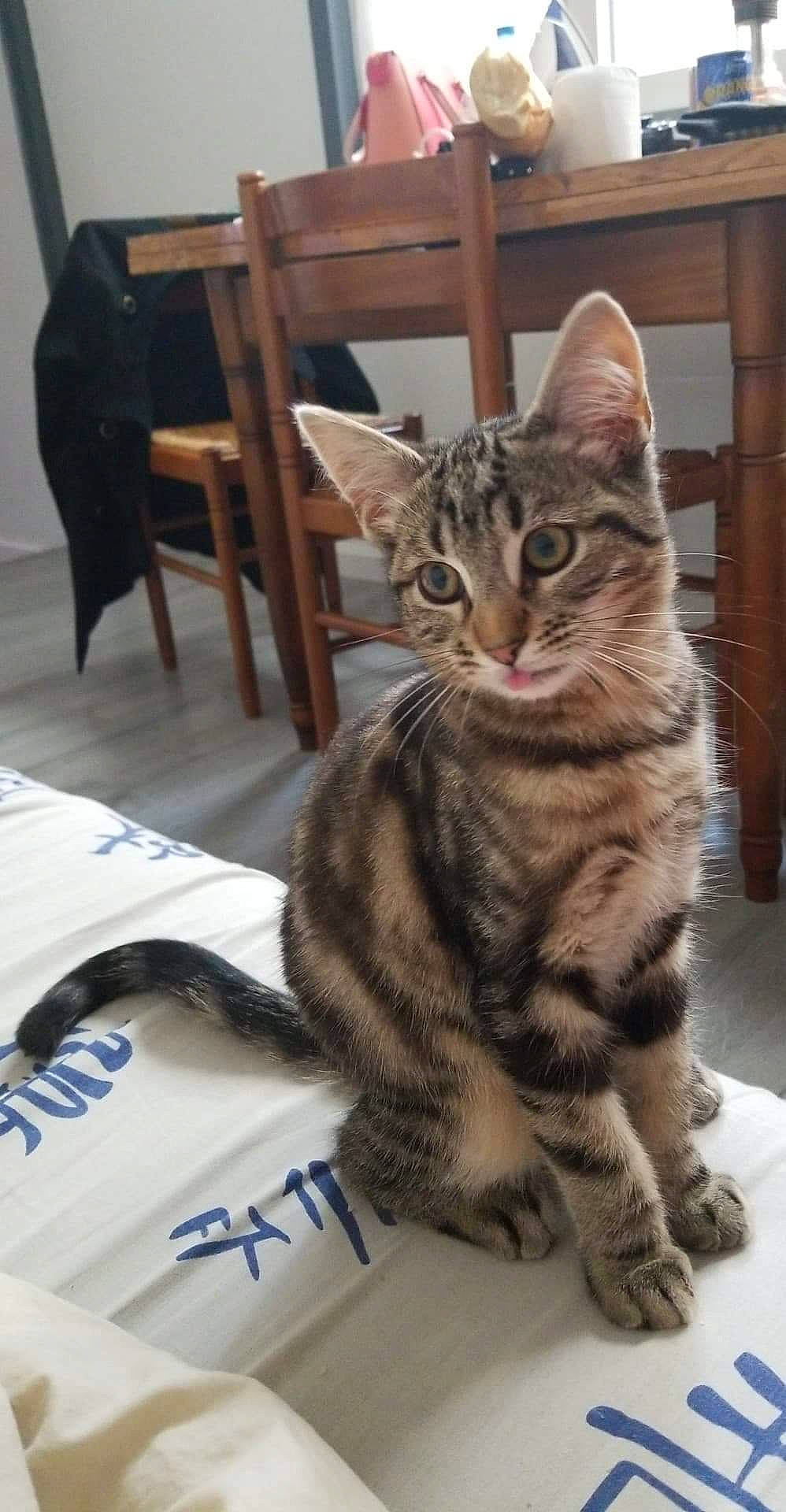 Tigrou a rejoint le concours — aidez-le/la à gagner de superbes lots ! aegean_cat, american_shorthair, american_wirehair, asian, california_spangled, carnivore, cat, domestic_short_haired_cat, dragon_li, egyptian_mau, european_shorthair, felidae, kitten, mammal, ocicat, small_to_medium_sized_cats, sokoke, tabby_cat, vertebrate, whiskers