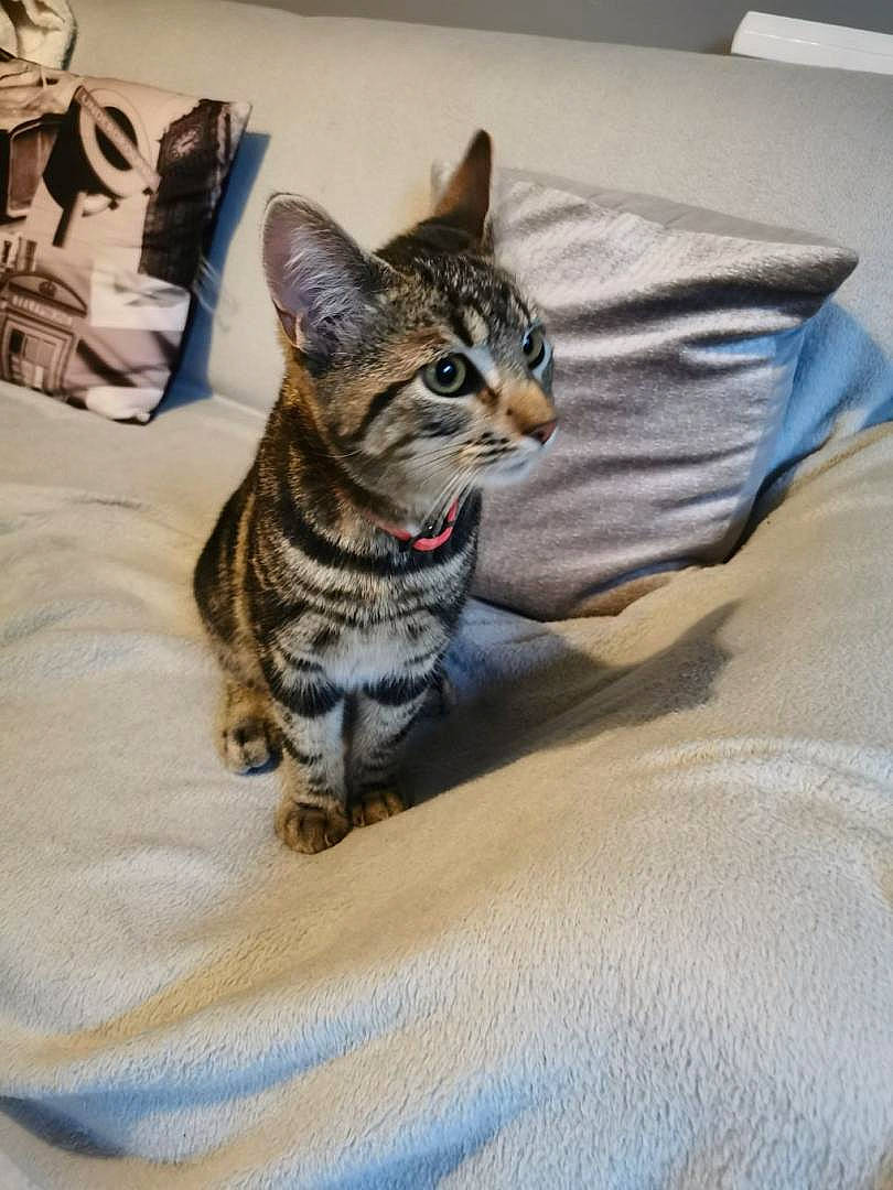 Tigrou a rejoint le concours — aidez-le/la à gagner de superbes lots ! american_shorthair, asian, bengal, california_spangled, carnivore, cat, domestic_short_haired_cat, dragon_li, egyptian_mau, european_shorthair, felidae, kitten, mammal, ocicat, small_to_medium_sized_cats, sokoke, tabby_cat, toyger, vertebrate, whiskers