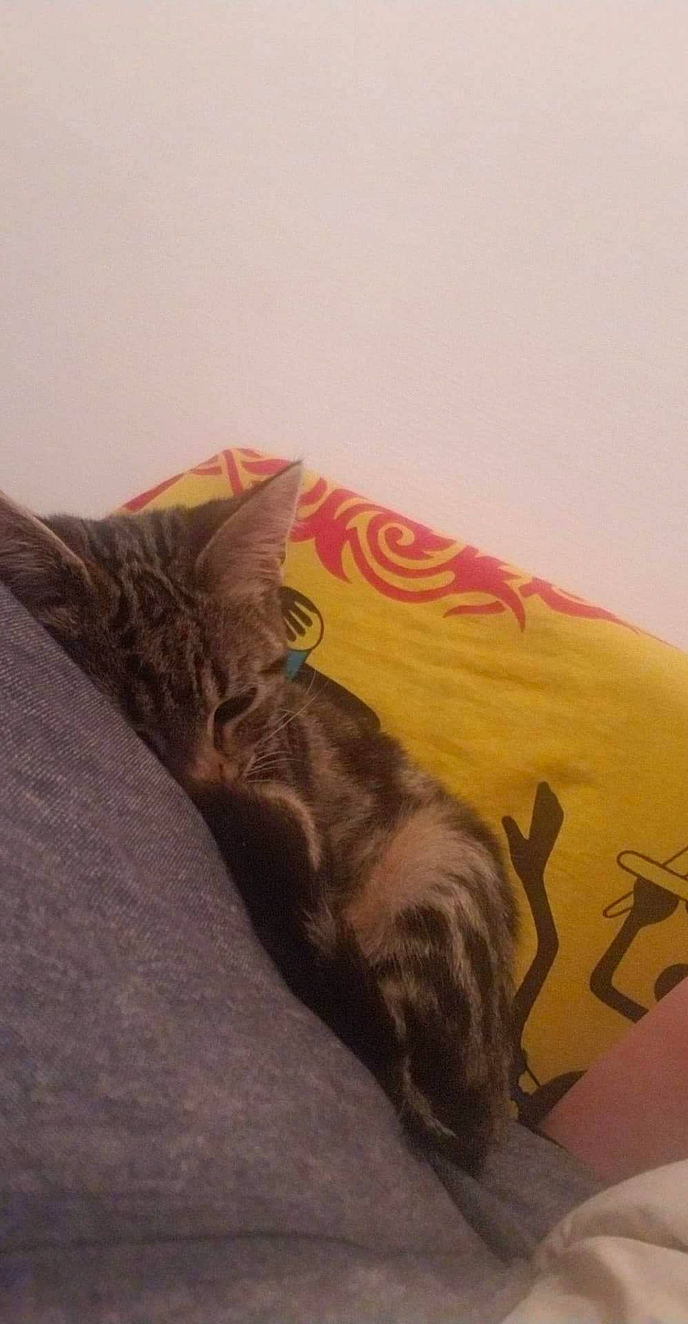 Tigrou participe au concours pour gagner de l'argent avec cette photo : american_shorthair, asian, bengal, california_spangled, carnivore, cat, domestic_short_haired_cat, dragon_li, european_shorthair, felidae, kitten, nap, small_to_medium_sized_cats, tabby_cat, tail, whiskers