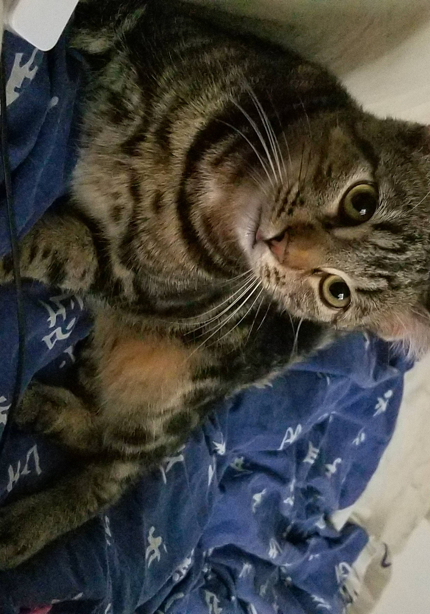 Tigrou a rejoint le concours — aidez-le/la à gagner de superbes lots ! american_bobtail, american_shorthair, asian, california_spangled, carnivore, cat, domestic_short_haired_cat, dragon_li, european_shorthair, felidae, fur, kitten, pixie_bob, small_to_medium_sized_cats, tabby_cat, whiskers, wild_cat